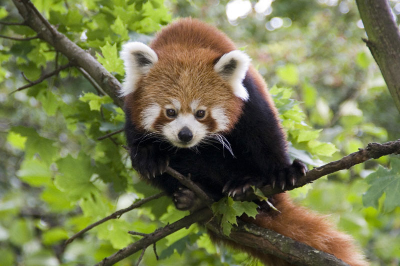 Little Panda
